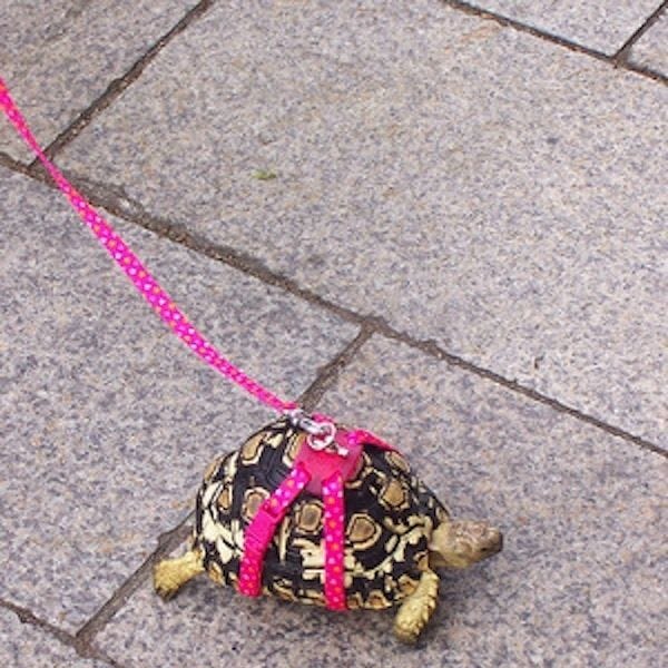 Tortoise leash deals