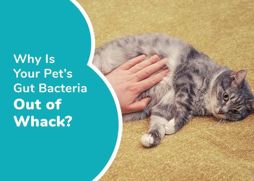 Why Is Your Pet's Gut Bacteria Out of Whack?