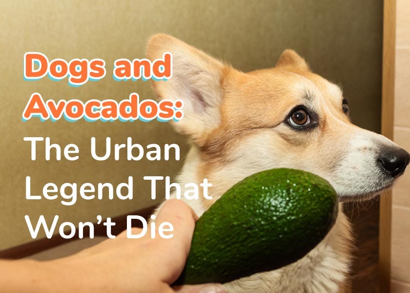 Is Avocado Good for Dogs by Dr. Karen Shaw Becker