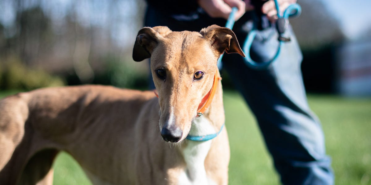 Sheffield cheap greyhound trust