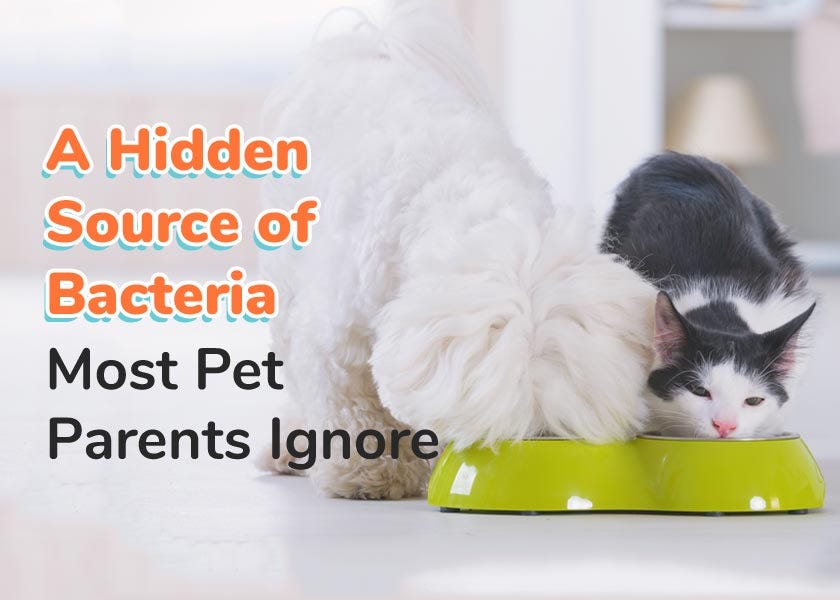 Hidden cat food online bowls