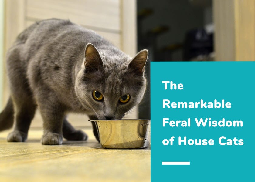 House food for cats deals