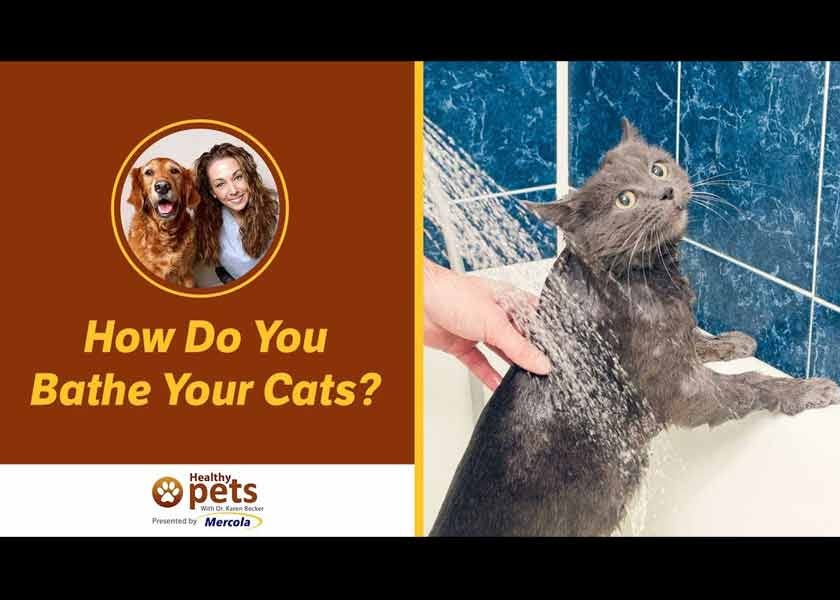 Should You Bathe Your Cat? by Dr. Karen Shaw Becker