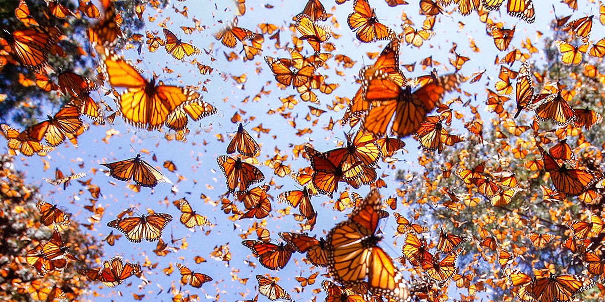 Flight Behavior Robin U Read