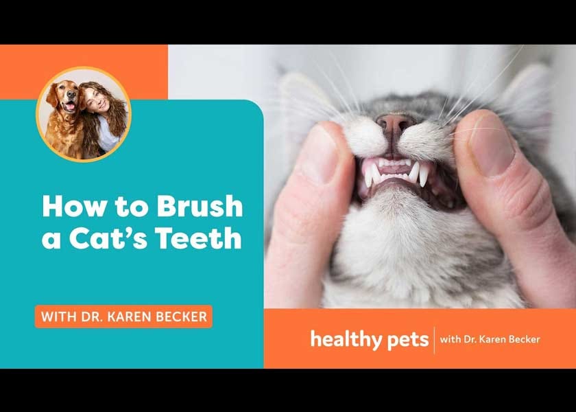 Brush Your Cat's Teeth to Eliminate Bad Breath