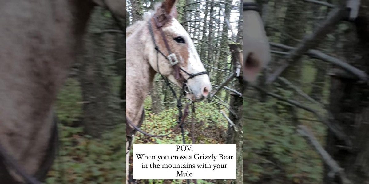  stubborn as a mule not entirely a bad thing