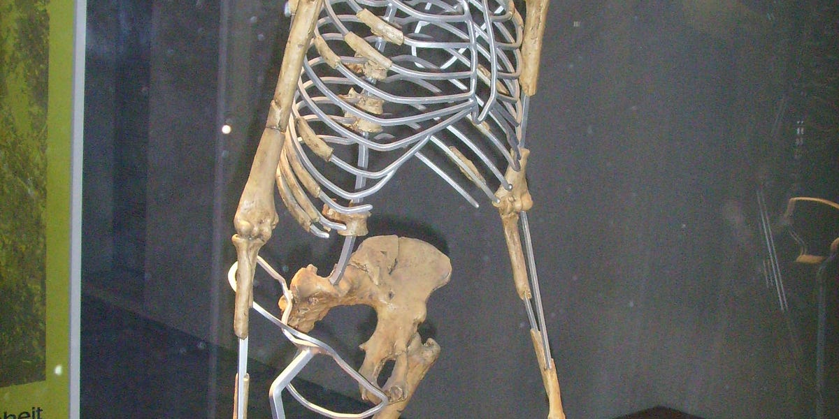 Lucy's Bones by Natan Slifkin Rationalist Judaism