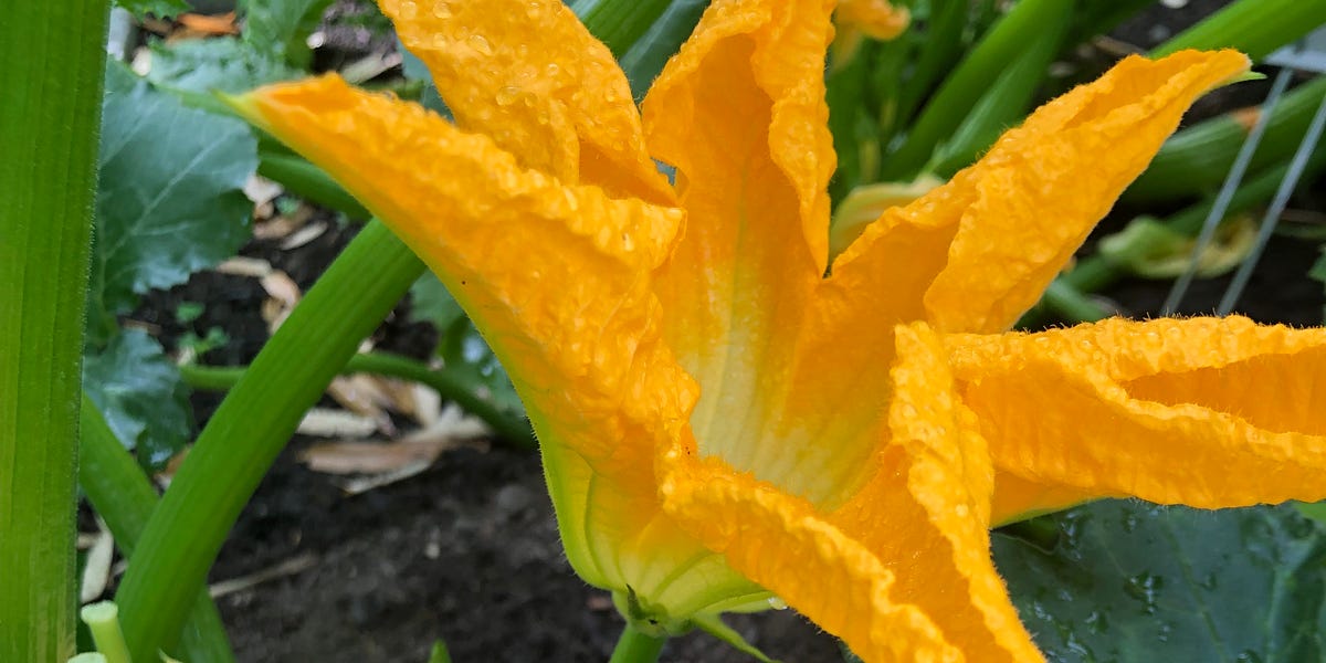 HOW TO IDENTIFY, HARVEST & COOK SQUASH BLOSSOMS
