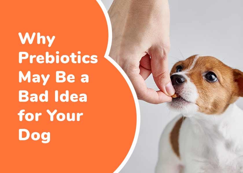 Why Prebiotics May Be a Bad Idea for Your Dog