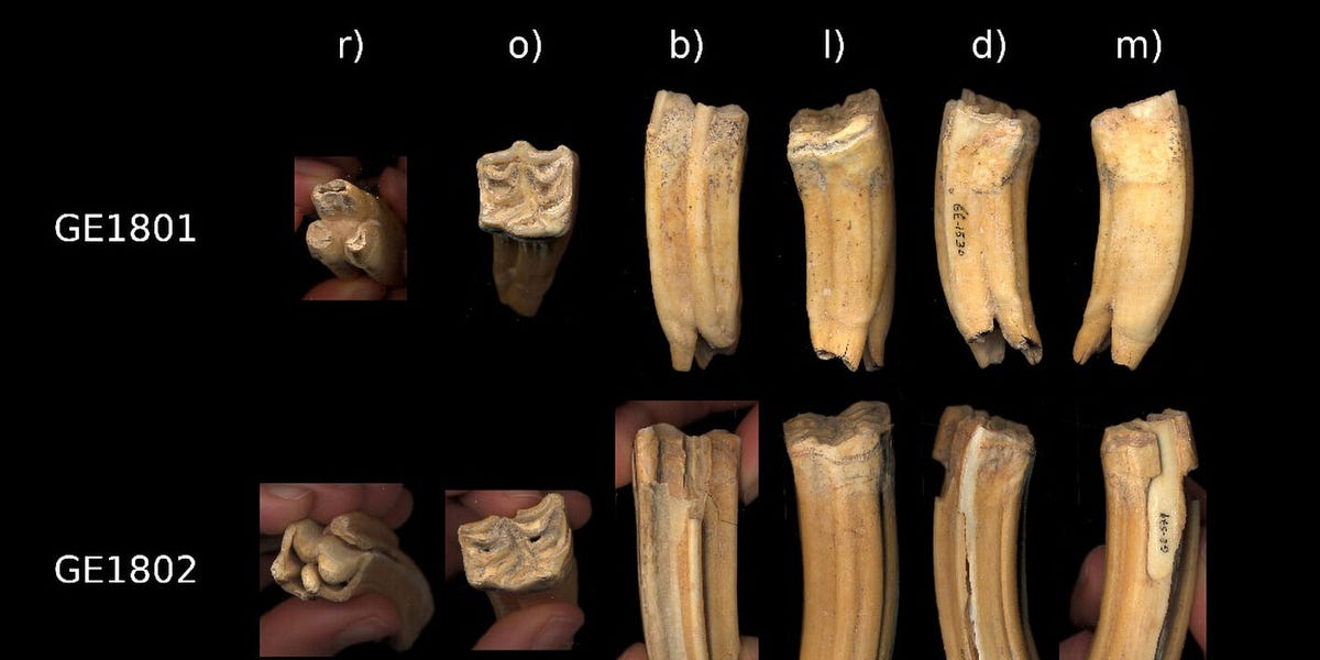 One Of The Oldest Neanderthal Archaeological Locations Has Been