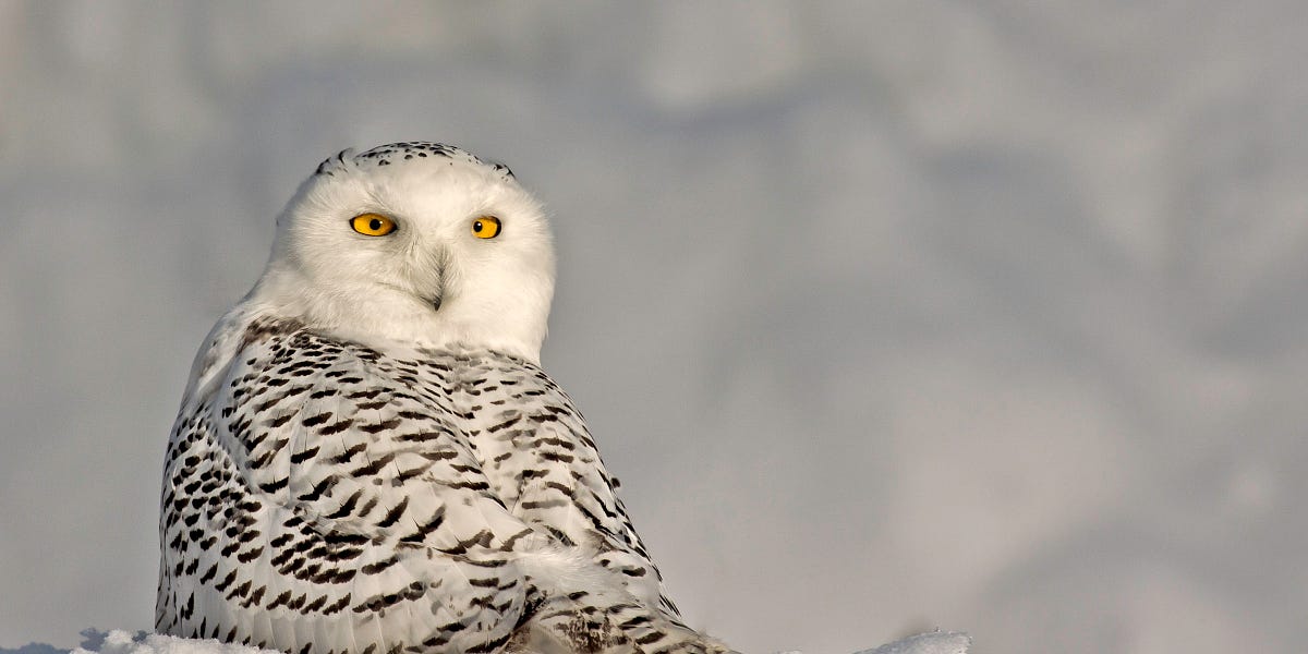 The Snowy Owls Are Coming For Us by Bryan Pfeiffer