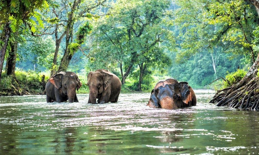 Southeast Asia’s Final Wildlife Stronghold in Danger Southeast Asia’s Final Wildlife Stronghold in Danger