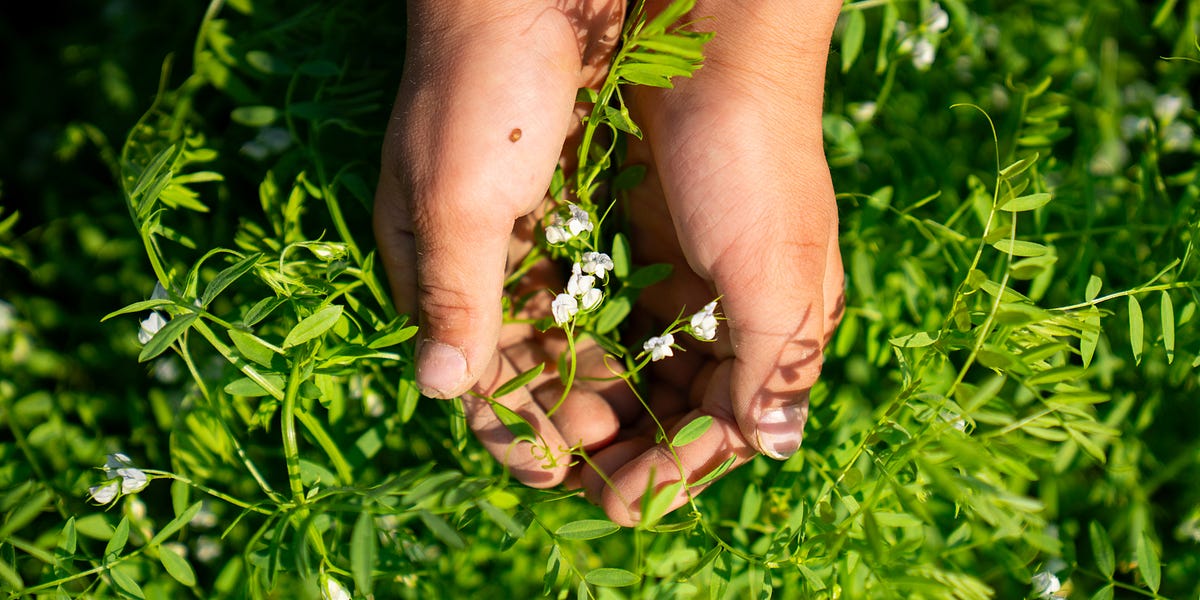 How to Kill a Rattlesnake in Your House by Stacy Bronec
