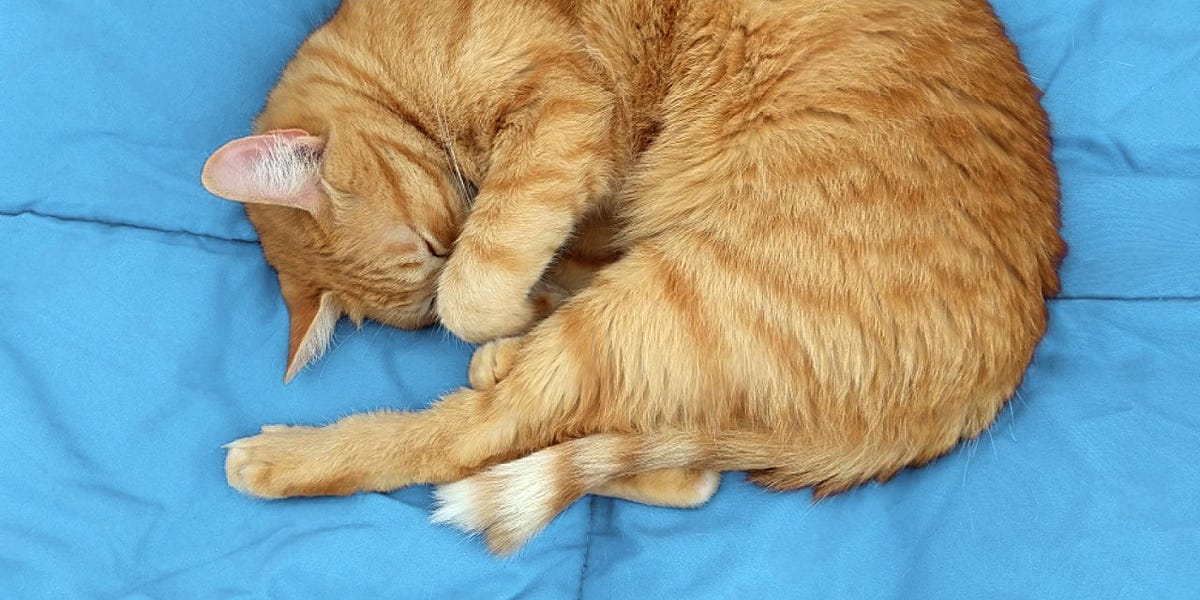 endless shrimp Hello This Cat