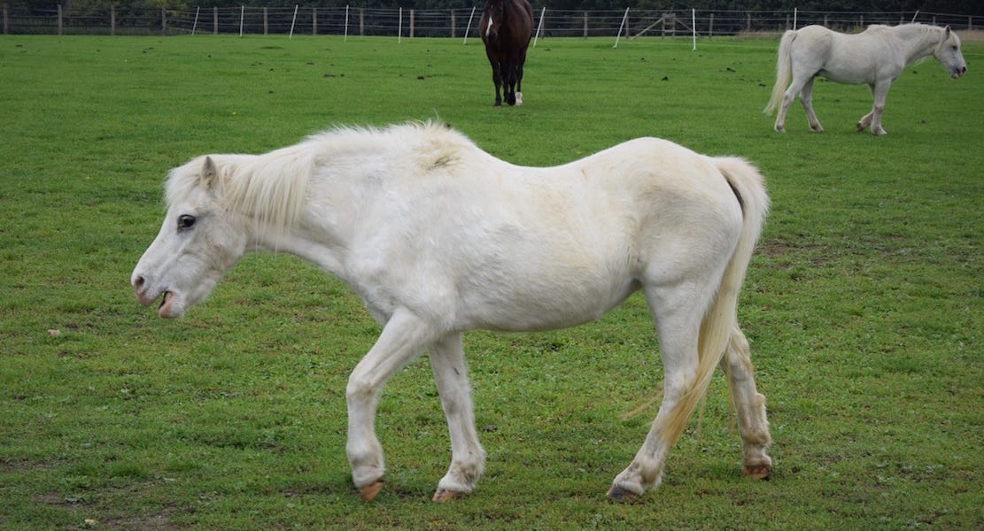 New Muscle Wastage Scoring Guide Aims To Help Monitor Horse Health new-muscle-wastage-scoring-guide-aims-to-help-monitor-horse-health