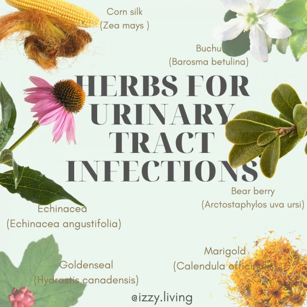 Herbs for Urinary Tract Infections by Izzy Kirkby
