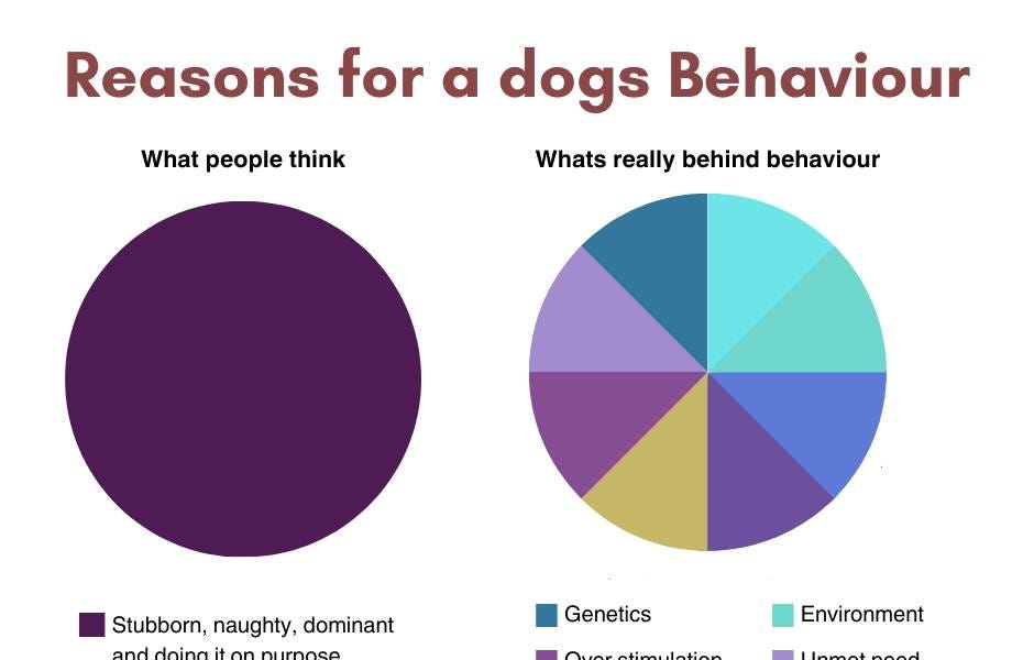 What is really behind your dogs behavior?