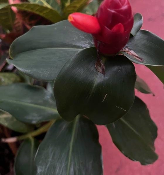 Bitter Ginger Can Fight Bacteria! Wow! Great Health Benefit!