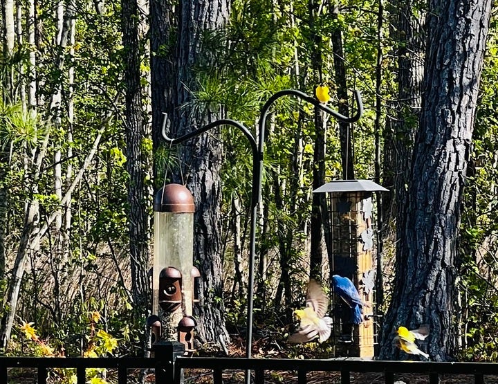 Why is Chapel Hill Interesting? by Guest Contributor