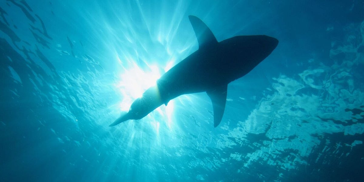 Shark Liver Oil And COVID19Vaccines. DrSDRK’s Substack