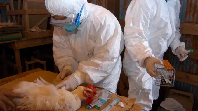 Bombshell Study Finds Bird Flu ‘Leaked’ From Gain-of-Function from USDA