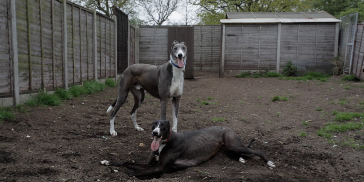 Do Racing Greyhounds Dream Of Mechanical Rabbits?