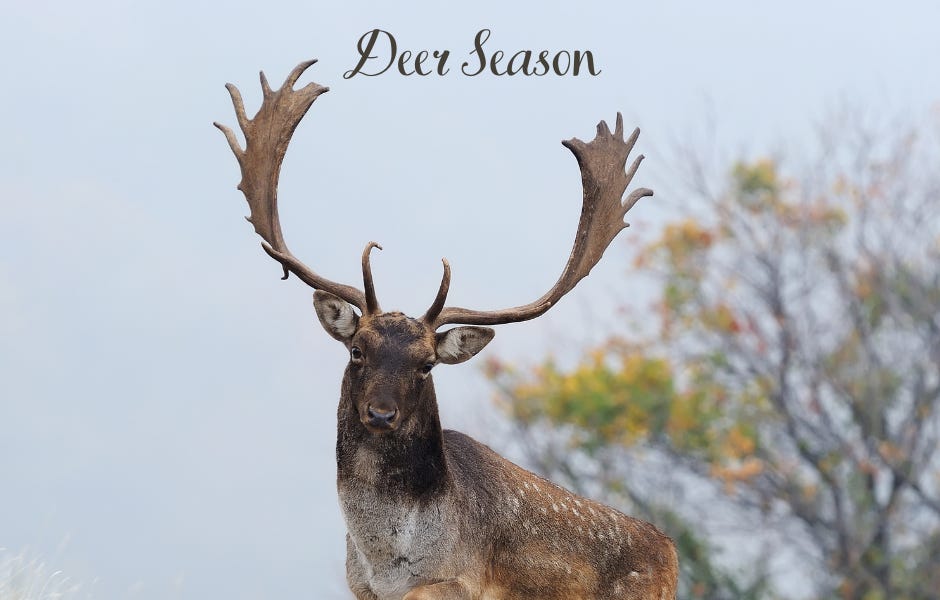 Deer Season - by Petra Hamilton - Life's Whole Wealth