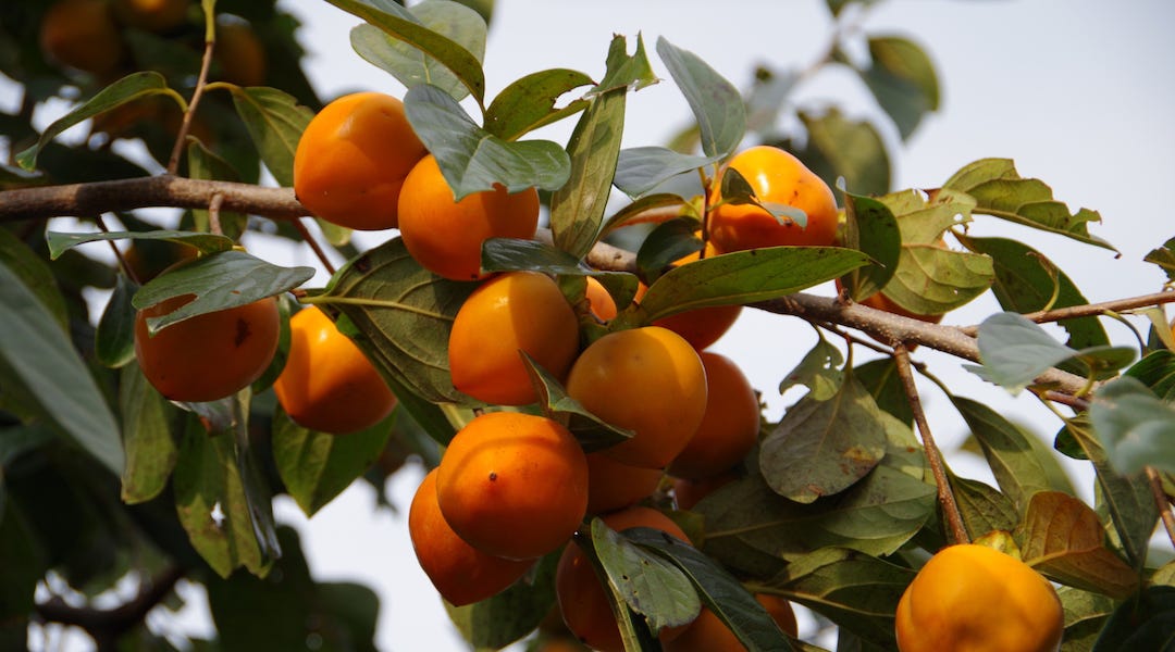 How to see everything as a fortuitous bounty