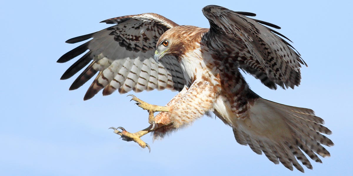 Hawks deals wandelschoenen makro