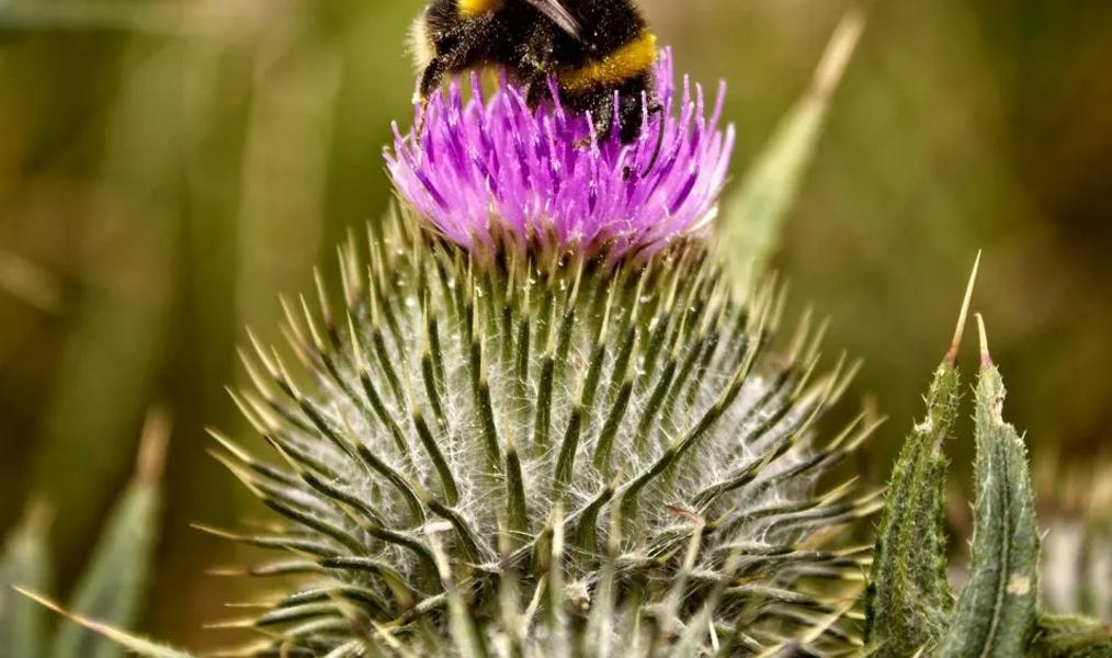 Silent Insect Silent Earth: Averting The Insect Apocalypse By Dave Goulson — Review