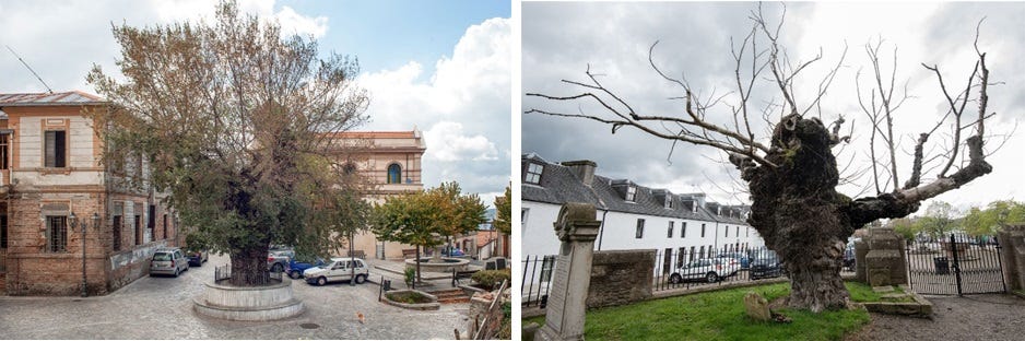 The Hunt for the World's Oldest Elm Tree - by Euan Bowditch