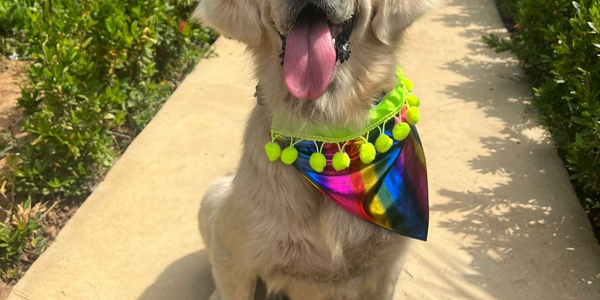 Farewell Tina - The Greatest Dog There Ever Was