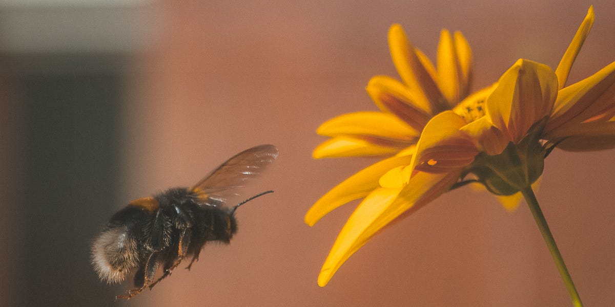 Why Do Bees Dance By Matt The Five Whys Why do bees dance by matt the five whys