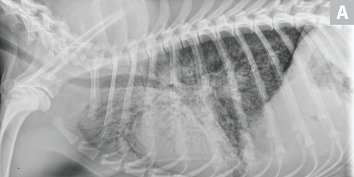 Developing Story A "Mystery" Respiratory Illness in Dogs