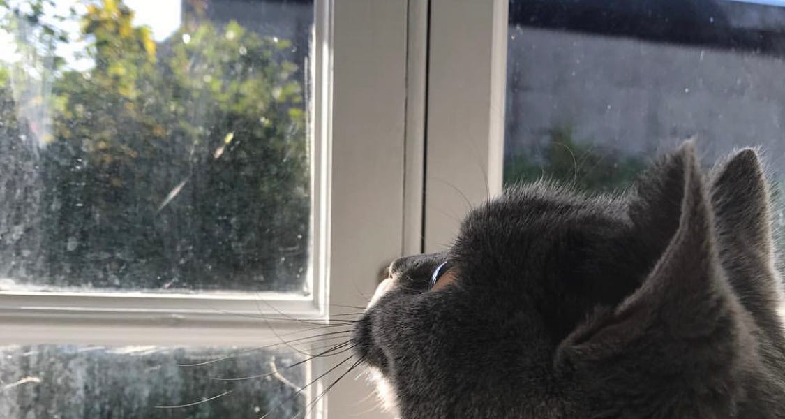 ‘Just Kill the Cat’ A mystery illness, an unconscious woman in the