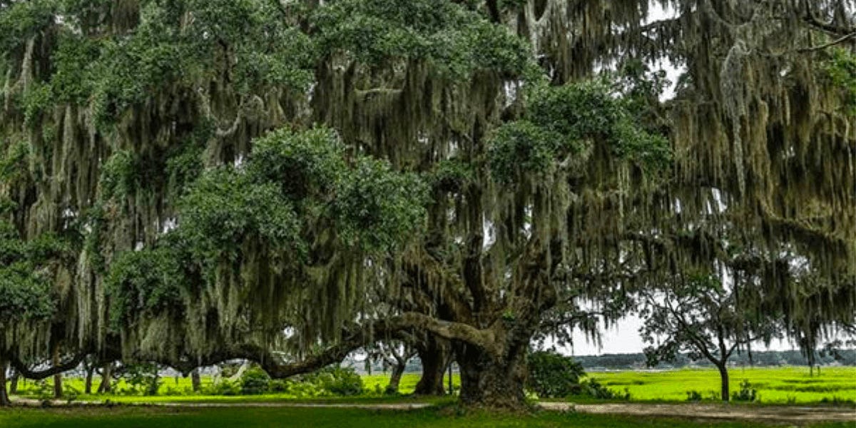 The Simple Beauty and History of the American Oak