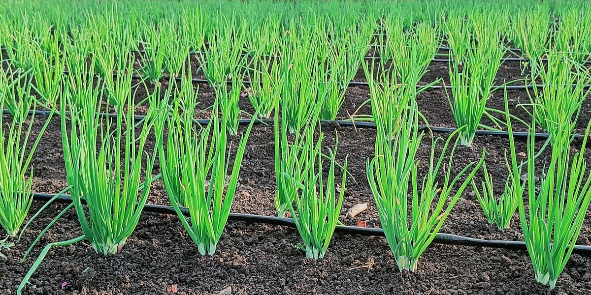 Rahee Seeds: India's First Fully Traceable Onion Seed Brand