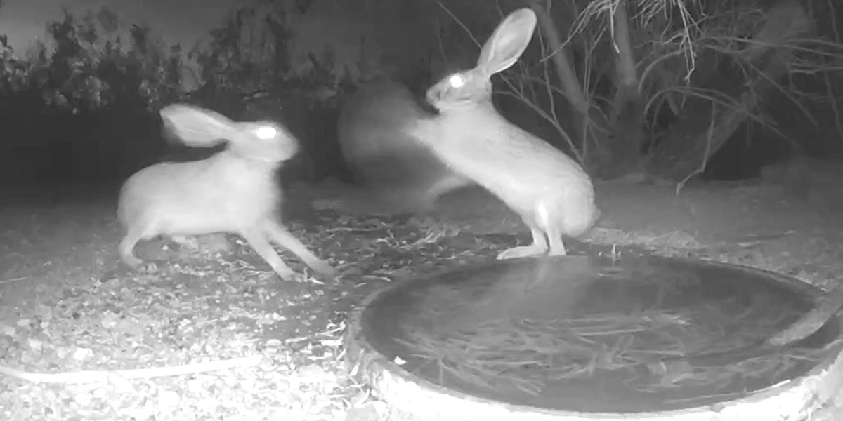 Wildlife Wednesday: Raging Rabbits - by Kat Talley-Jones