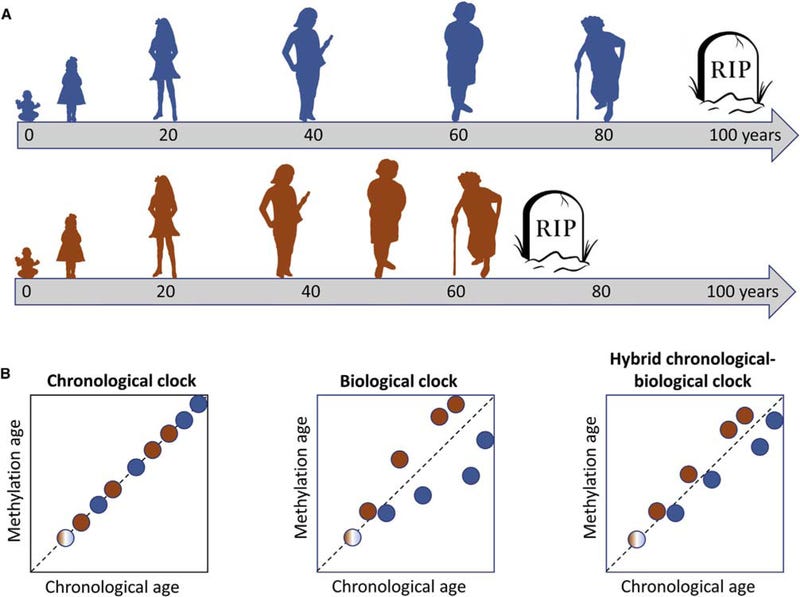 The spike protein dna methylation reinfections and rapid aging