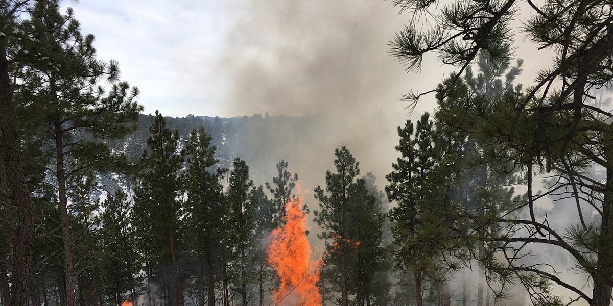 Fires aimed at forest preservation in Custer State Park