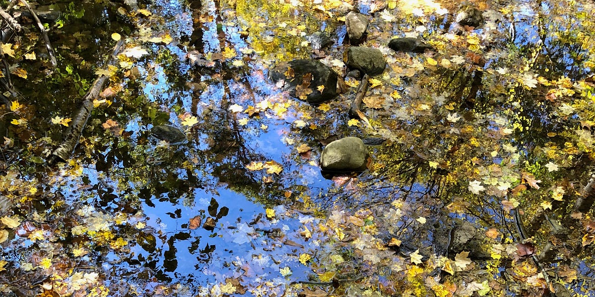 I Don't Have a Dog - by Tedo Wyman