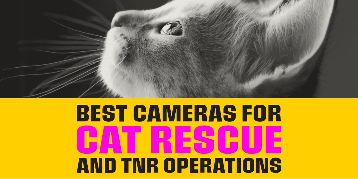 Best Cameras for Cat Rescue and TNR Operations in 2024