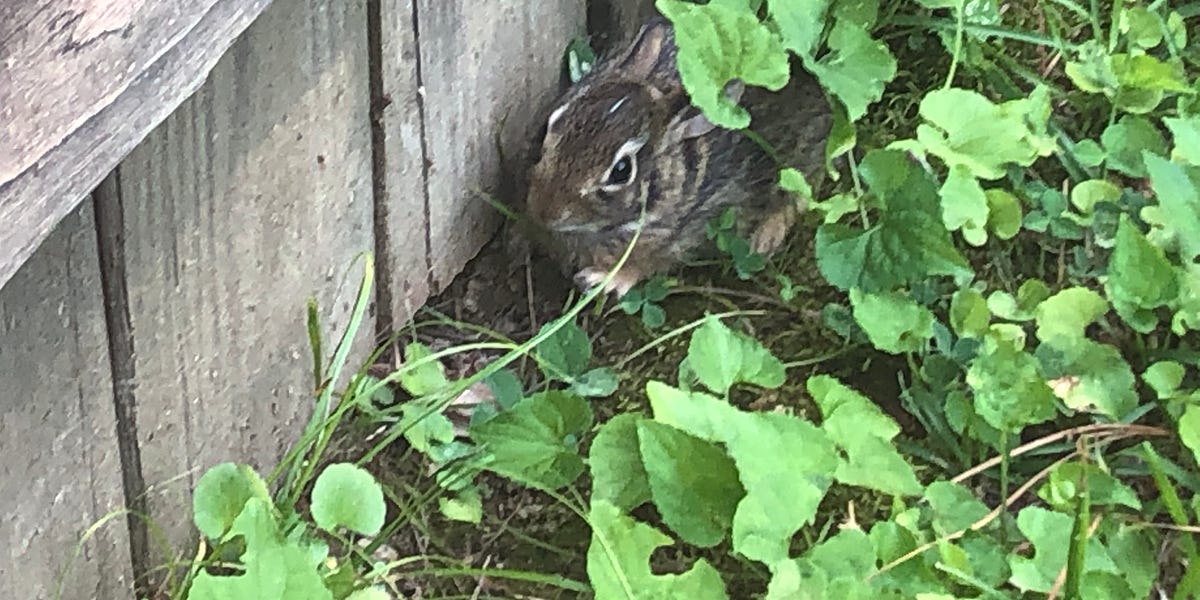 Rabbit, rabbit - by Jeremy Peppas - Arkansas Newsroom