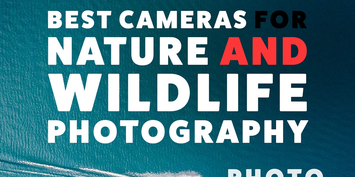 Best Budget Wildlife Cameras (2025) Top 7 Picks Under 1000 + Lens Kits
