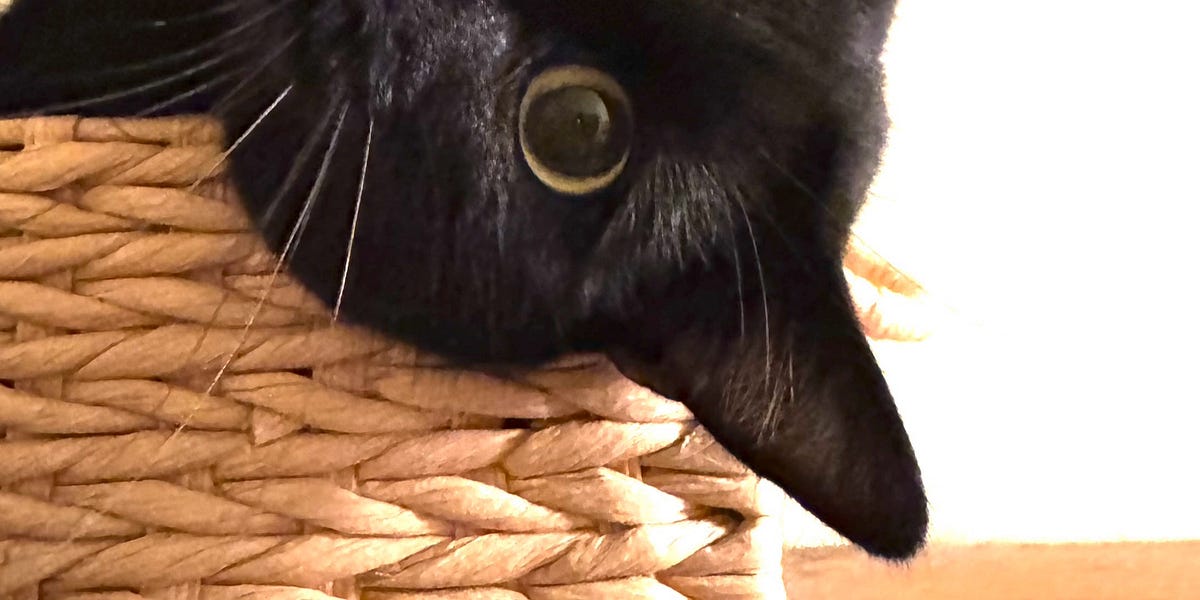 Putting bells on cats clearance