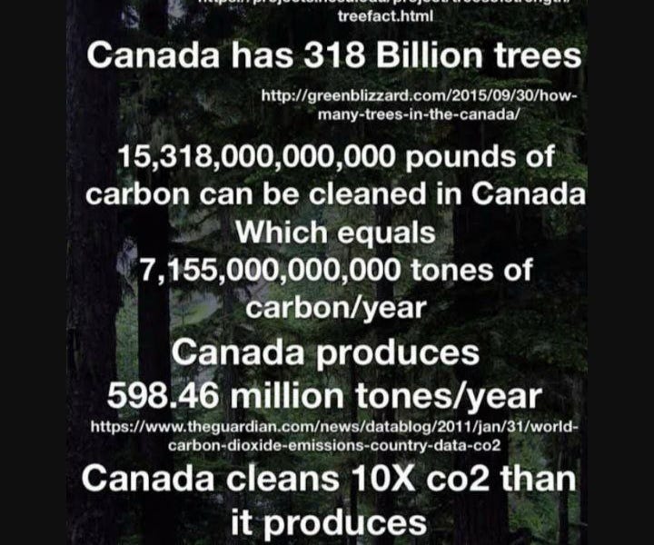 HOW MUCH CO2 DOES A TREE ABSORB?