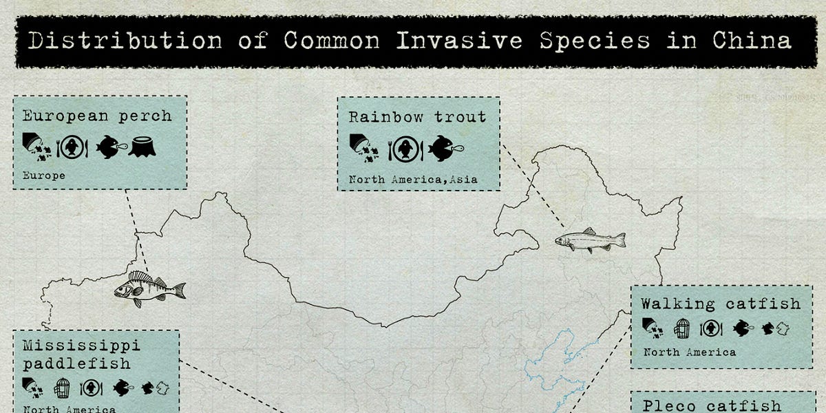 Invasive Species update - by Brandon Butler - Brando Abroad