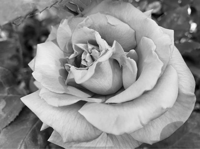 If the Rose - by Paul Wittenberger - Paul’s Substack