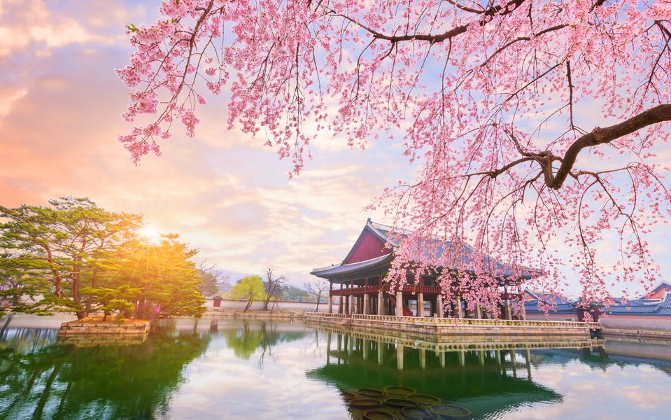 Yeouido Island Cherry Blossom Festival