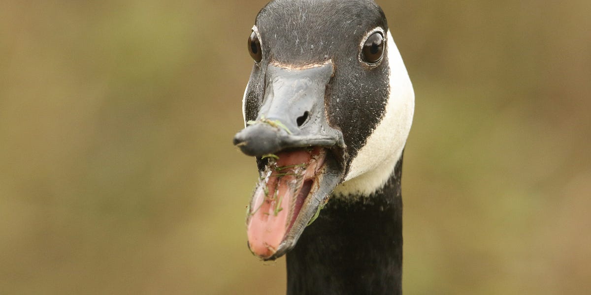 Canada goose amazon 2018 discount